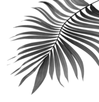 foglie nere di palma su file png di sfondo trasparente