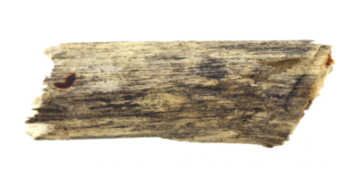 log wood isolated on transparent background png file