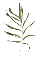 Green leaf of palm tree isolated on transparent background png file