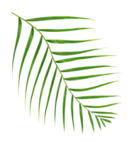 Green leaf of palm tree isolated on transparent background png file