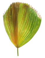 hoja verde de palmera aislada en archivo png de fondo transparente