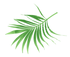 green leaf of palm tree isolated on transparent background png file