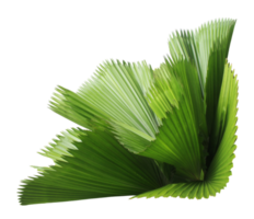 leaves of palm tree isolated on transparent background png file