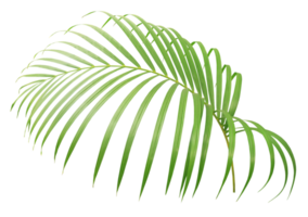 palm tree leaf on transparent background png file