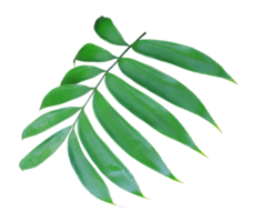 folha de palmeira verde isolada no arquivo png de fundo transparente