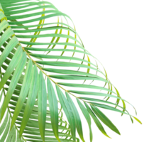 foglia di palma verde su file png di sfondo trasparente