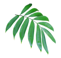 hoja de palma verde aislada en archivo png de fondo transparente