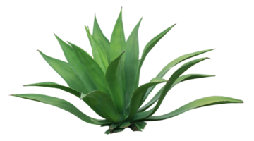 clump cactus palm tree leaf on transparent background png file