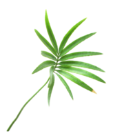 palmblad på transparent bakgrund png-fil png