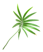 palm tree leaf on transparent background png file