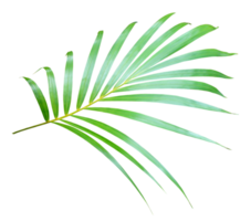 palm tree leaf on transparent background png file