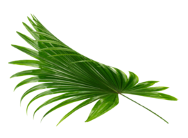 palm tree leaf on transparent background png file