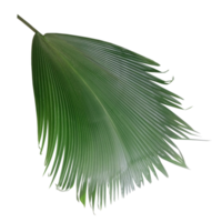 palm tree leaf on transparent background png file