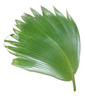 palm tree leaf on transparent background png file