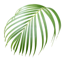 palm tree leaf on transparent background png file