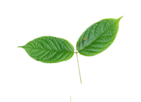 stalk green leaf isolated on transparent background png file