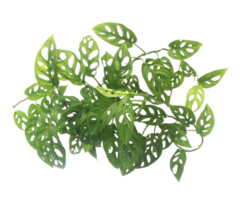 Tropical bush monstera adansonii isolated above on transparent background png file