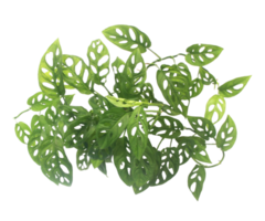 tropische bush monstera adansonii hierboven geïsoleerd op transparante achtergrond png-bestand png