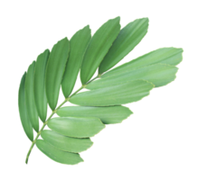 clump palm tree leaf on transparent background png file