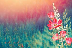 flores de cosmos de colores sobre un fondo de paisaje de verano. foto