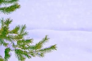 Frozen winter forest with snow covered trees. photo