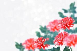 Colorful autumn flowers of chrysanthemum photo