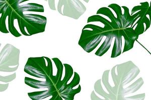 Floral background of green leaves of monsters and ferns photo