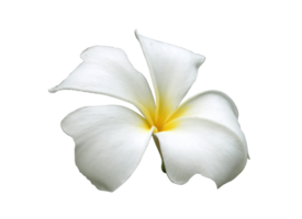 Tropical frangipani flower png