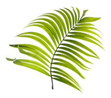 folhas verdes de palmeira no arquivo png de fundo transparente