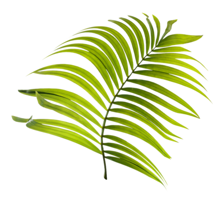 Cycad PNG Free Images with Transparent Background - (373 Free Downloads)