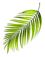 Green leaves of palm tree on transparent background png file