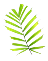 green leaf of palm tree isolated on transparent background png file