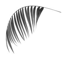 black leaves of palm tree on transparent background png file