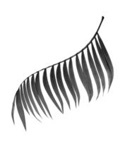 black leaves of palm tree on transparent background png file