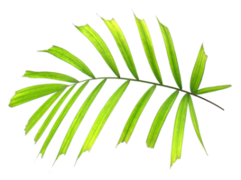 green leaf of palm tree isolated on transparent background png file