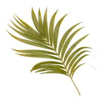 Green leaf of palm tree isolated on transparent  background png file