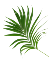 feuille verte de palmier isolé sur fond transparent fichier png