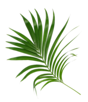 Green leaf of palm tree isolated on transparent background png file