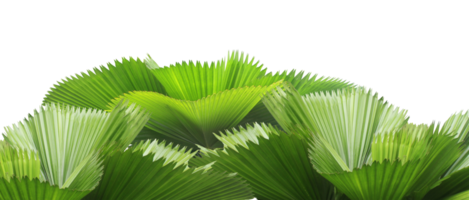 leaves of palm tree isolated on transparent background png file