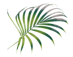 palm tree leaf on transparent background png file