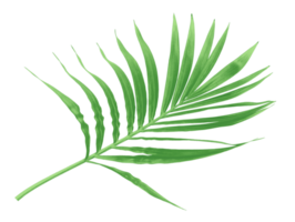 green leaf of palm tree isolated on transparent background png file