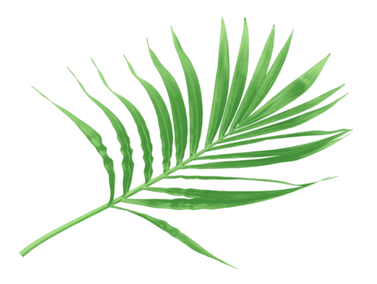 Palm Leaf PNGs for Free Download