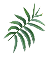 green leaf of palm tree isolated on transparent background png file