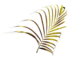 palm tree leaf on transparent background png file