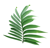 green leaf of palm tree isolated on transparent background png file