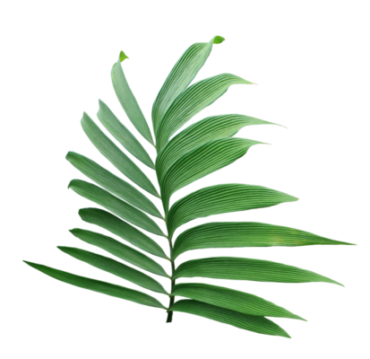 Pine Tree Leaves PNGs for Free Download