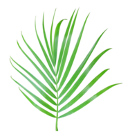 green palm leaf isolated on transparent background png file