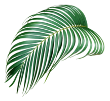 folha de palmeira verde no arquivo png de fundo transparente