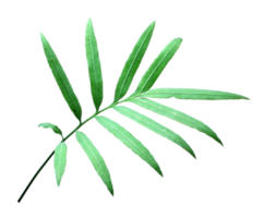 palm tree leaf on transparent background png file