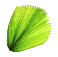 tropical green blowing palm leaf isolated on transparent background png file